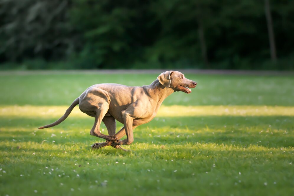 Hospedagem para pets: como acomodar seu amigo de forma segura?