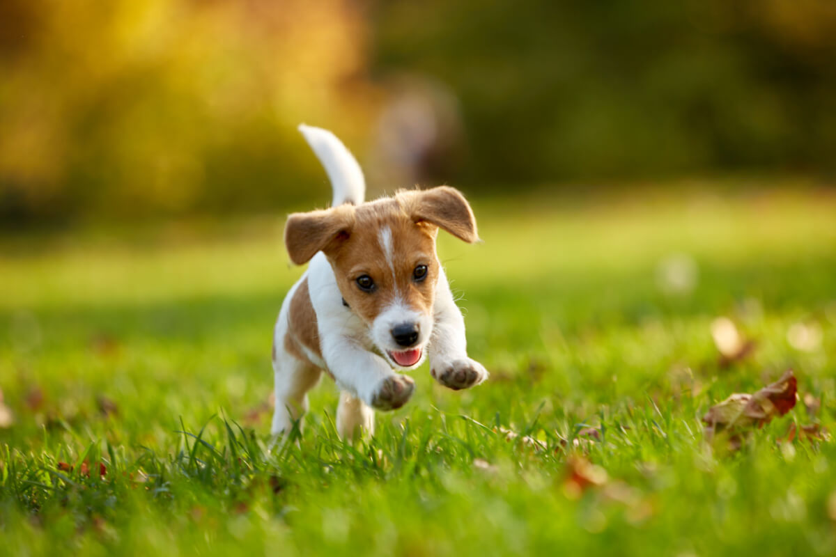 Proporcione um ambiente seguro para o seu pet (Imagem: Oleksiy Rezin | Shutterstock)