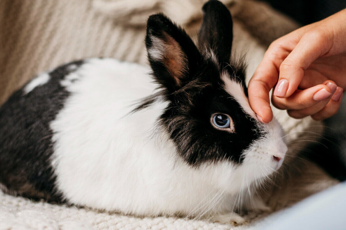 Coelhos são excelentes companhias e ajudam a reduzir a ansiedade dos tutores (Imagem: Freepik)