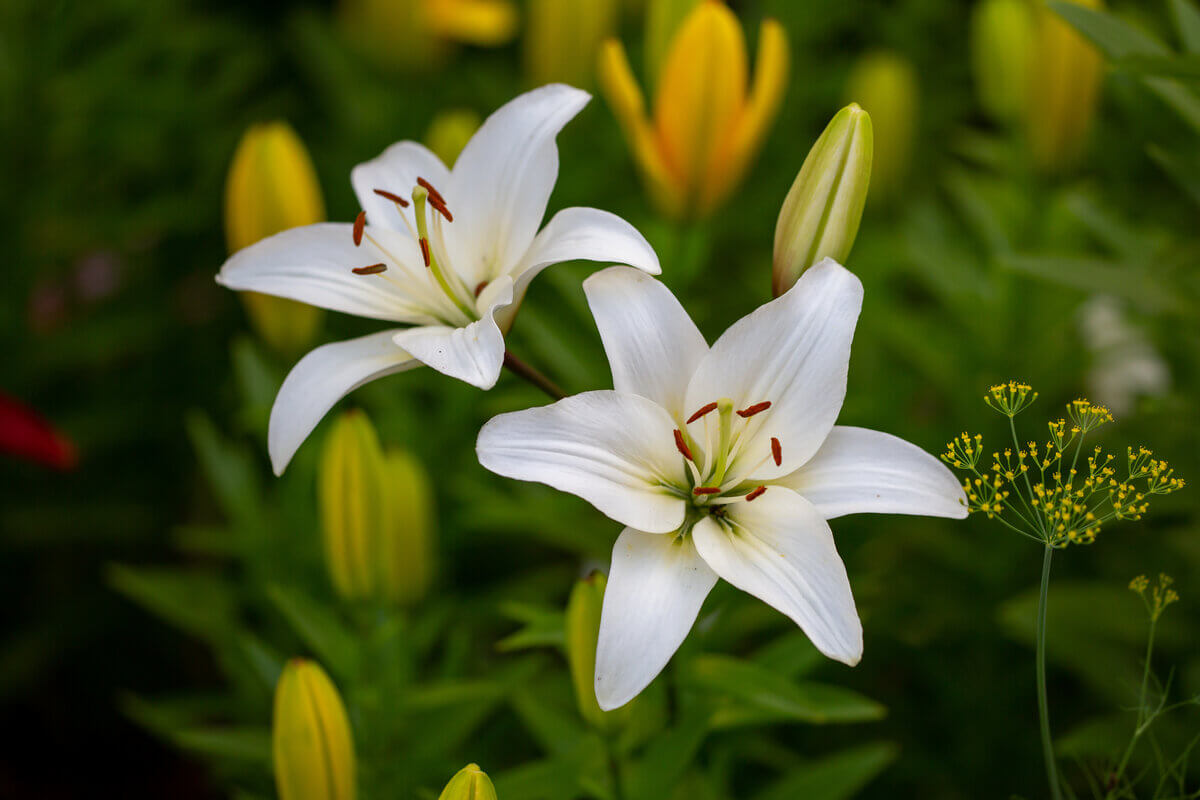 Flores típicas do outono exigem cuidados especiais (Imagem: Anton Nikitinskiy | Shutterstock)