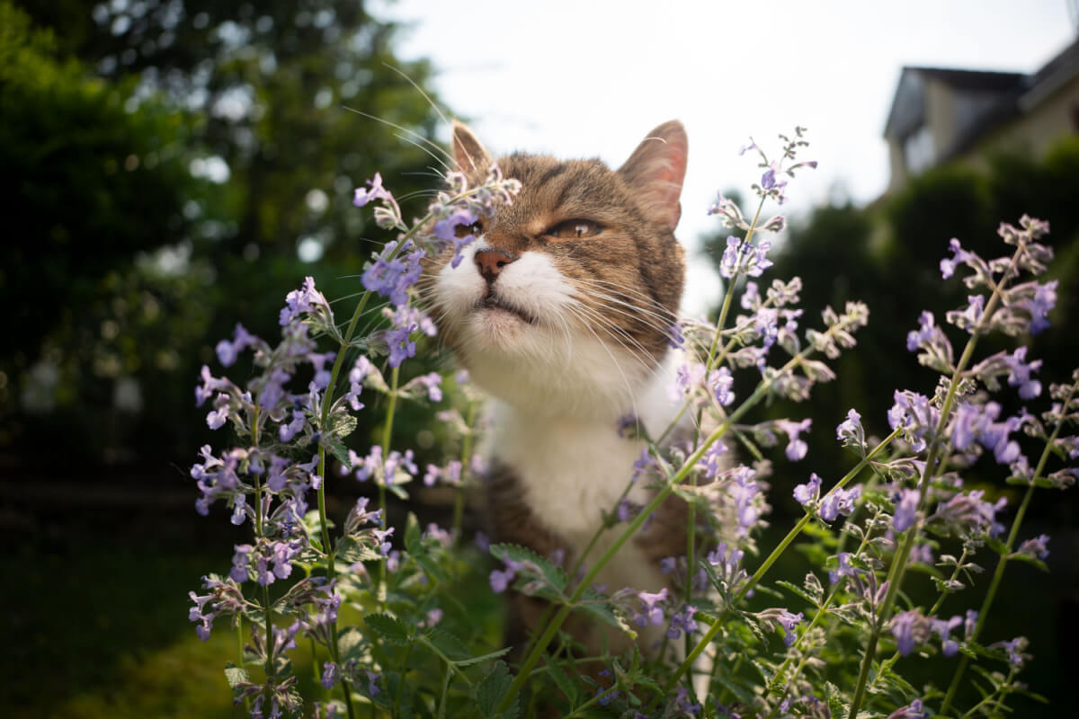 O catnip pode ser oferecido ao gato como recompensa (Imagem: Nils Jacobi | Shutterstock)