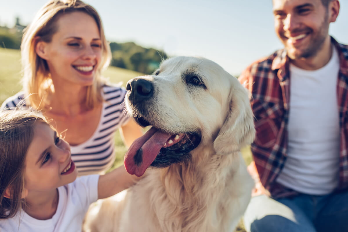 A adoção de um cão não é algo simples e deve envolver muita seriedade e reflexão (Imagem: 4 PM production | Shutterstock)