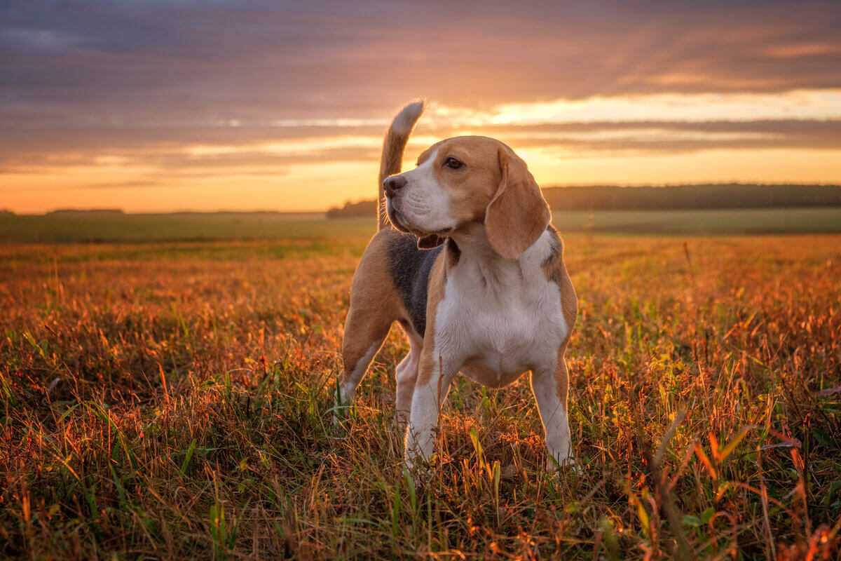 Beagle (Imagem: Alexey Androsov | Shutterstock)