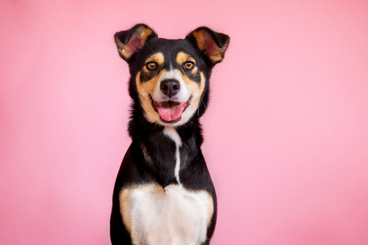 Castração previne doenças em cães (Imagem: Shutterstock)