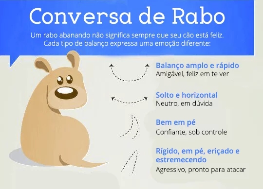 linguagem dos pets rabo meu cachorro gosta de mim