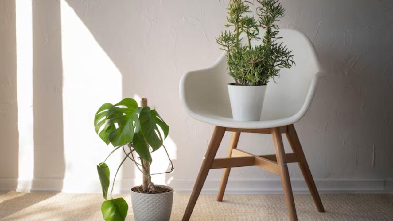 melhores plantas para ter em casa