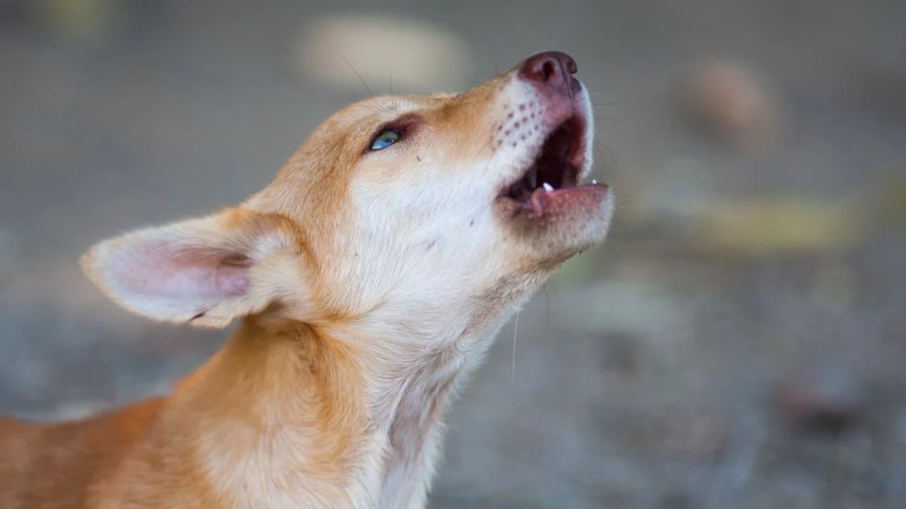 meu cachorro gosta de mim linguagem de pets significado uiva