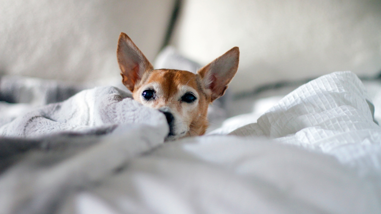 Pets idosos: cuidados fundamentais quando nossos amigos envelhecem