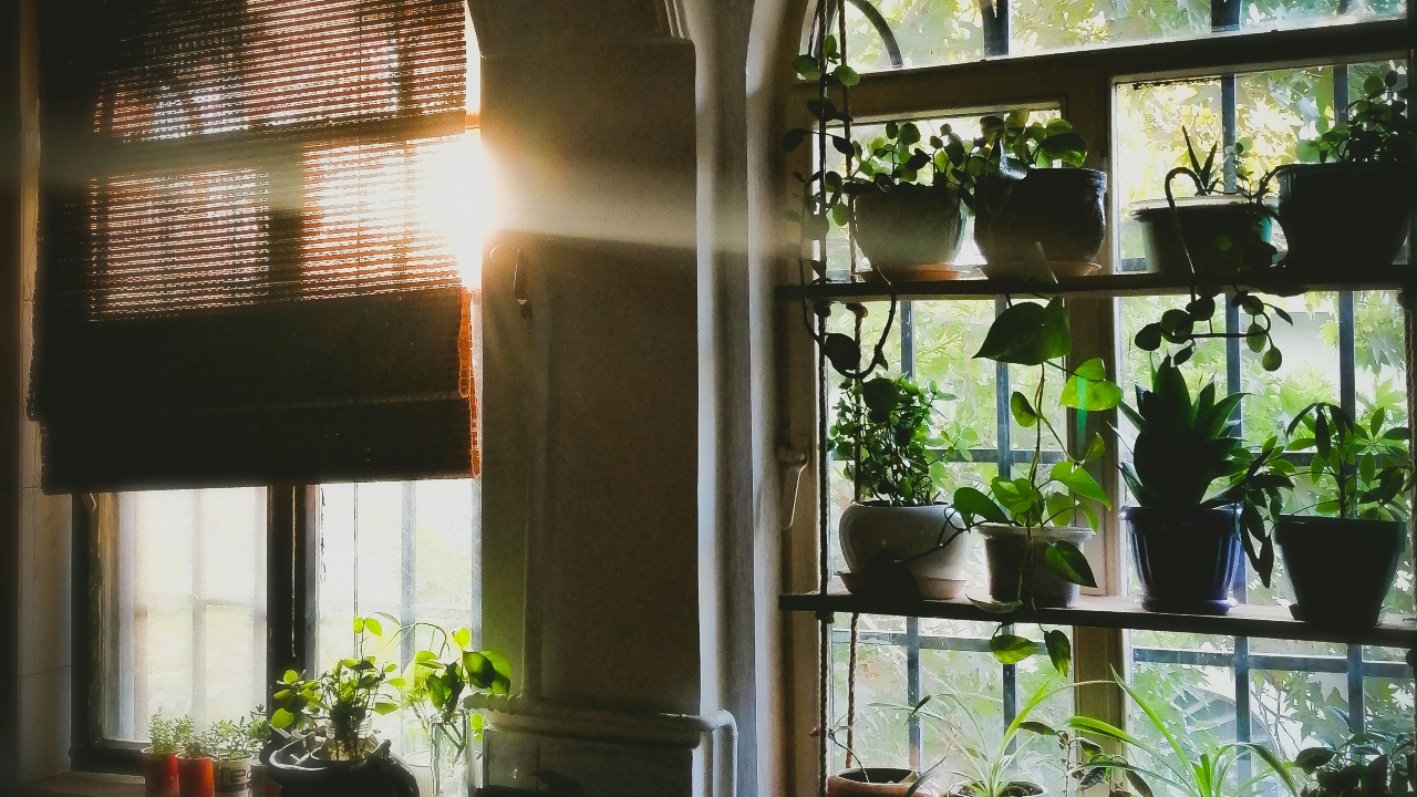 Se sua casa não pega muito sol, utilize plantas e árvores como alternativas para equilibrar os ambientes