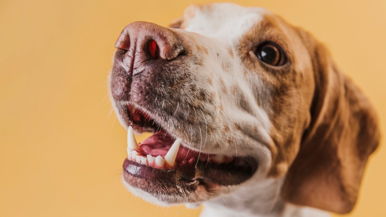 saúde bucal dos pets cachorro precisa escovar os dentes