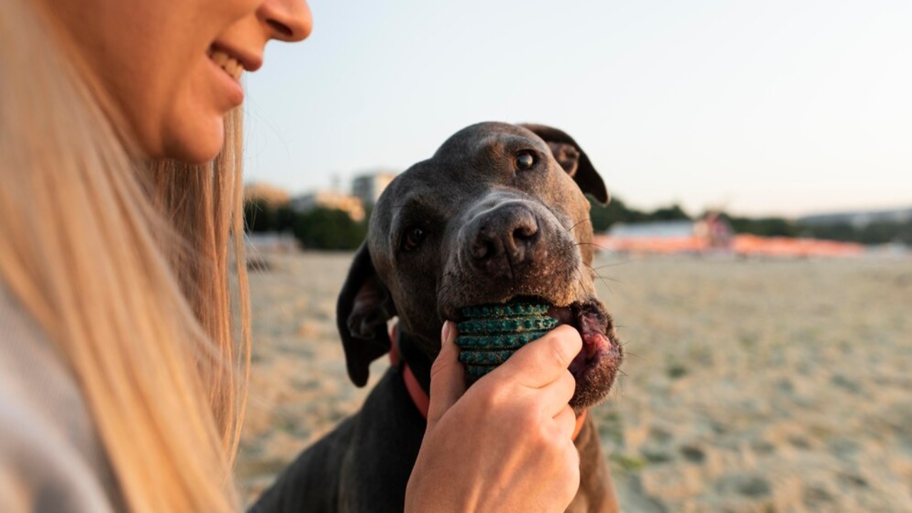 segurança para todos cuidados na hora de passear com o pet