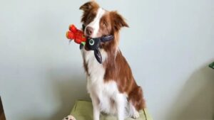 Cães gênios existem? Conheça a border collie brasileira que reconhece mais de 300 palavras