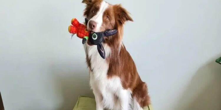 Cães gênios existem? Conheça a border collie brasileira que reconhece mais de 300 palavras