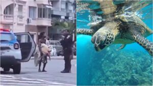 Muito além do 'sequestro' no RJ: 7 curiosidades que você não sabia sobre as tartarugas marinhas