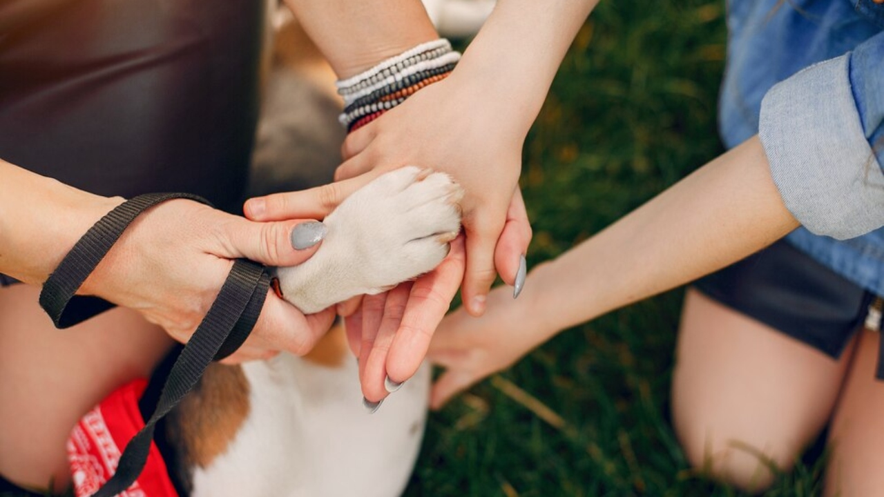 Primeiros socorros para pets: como agir em situações de emergência?