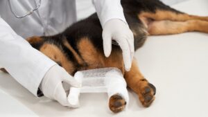 Primeiros socorros para pets: como agir em situações de emergência?