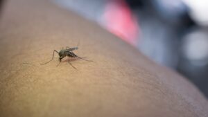 dengue