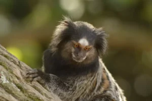 Raiva humana é transmitida por animais e pode ser fatal / Imagem: reprodução