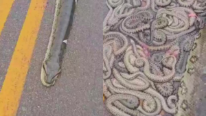 sucuri grávida