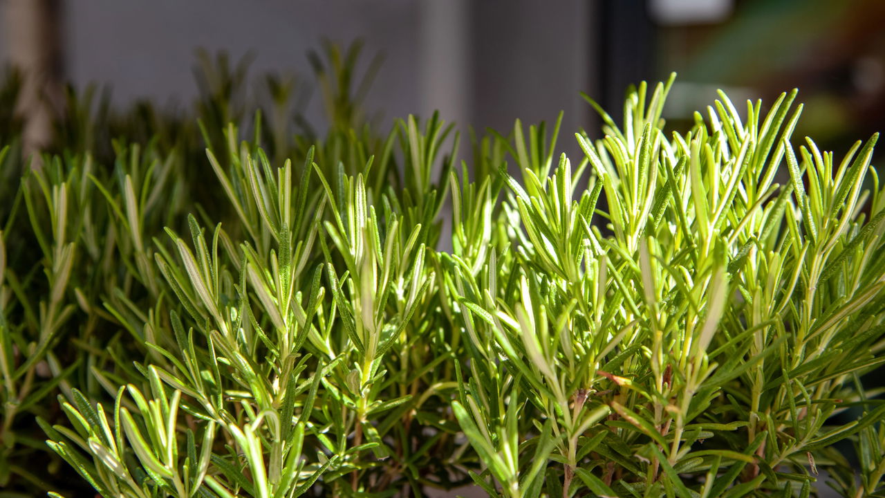 Melhores plantas medicinais para cultivar em casa