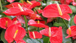 As melhores plantas para festas de fim de ano