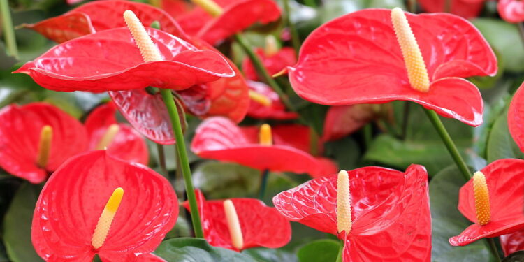 As melhores plantas para festas de fim de ano