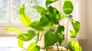 Saiba como cultivar plantas que melhoram o ar da sua casa