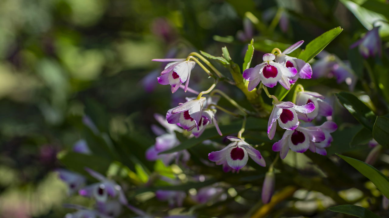 Orquídeas murchando? Descubra o método de replantio perfeito