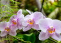 Orquídeas murchando? Descubra o método de replantio perfeito