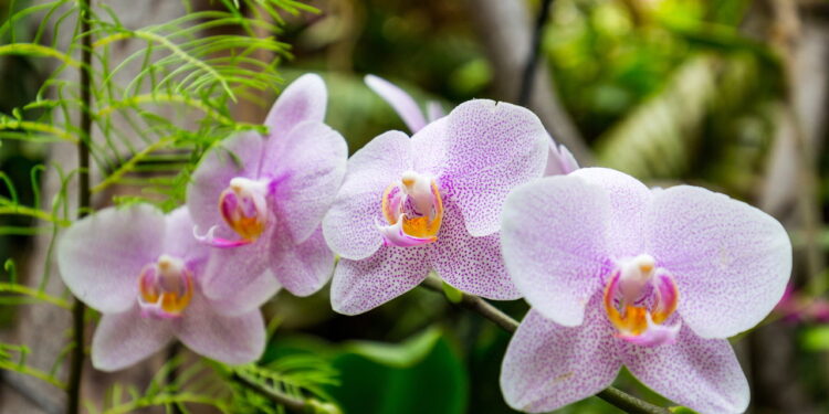 Orquídeas murchando? Descubra o método de replantio perfeito