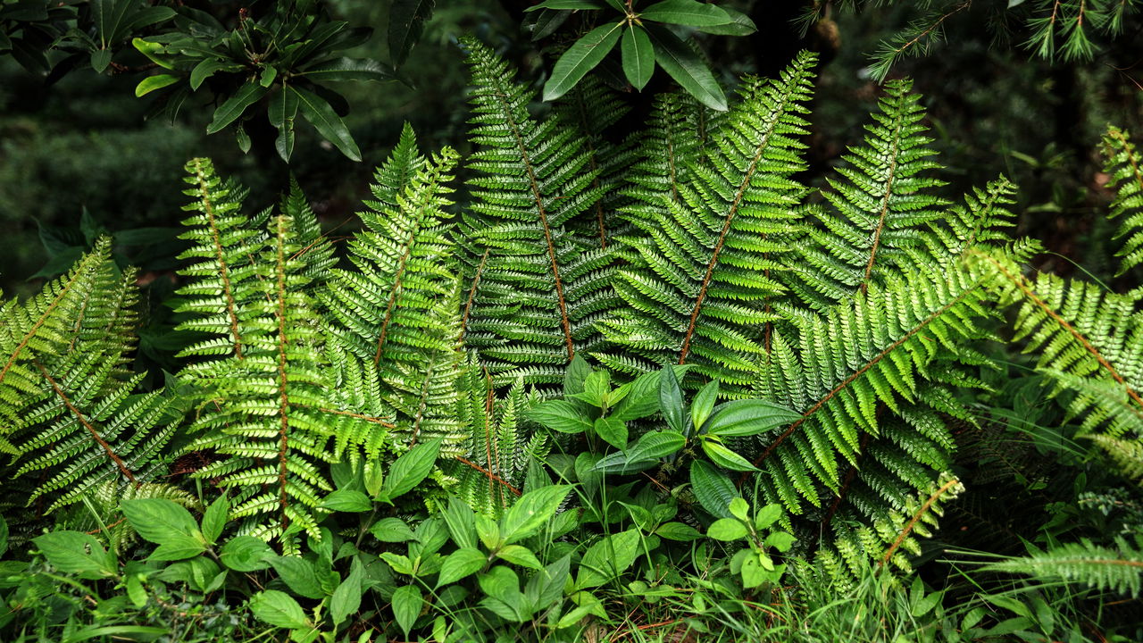 As tendências de jardinagem que vão transformar sua casa