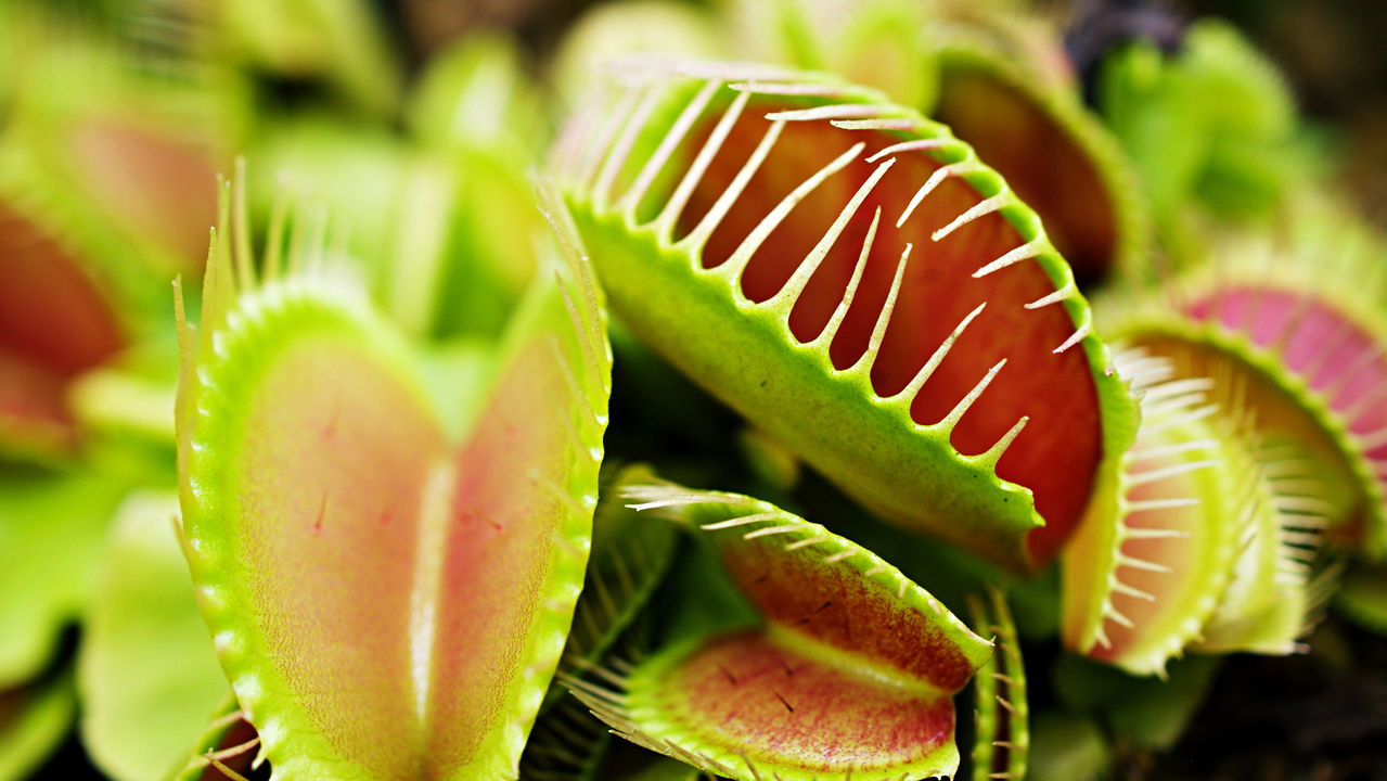 Verdade ou mito? Desvendamos os mistérios da planta carnívora