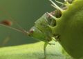 Verdade ou mito? Desvendamos os mistérios da planta carnívora