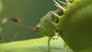 Verdade ou mito? Desvendamos os mistérios da planta carnívora