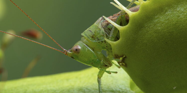 Verdade ou mito? Desvendamos os mistérios da planta carnívora