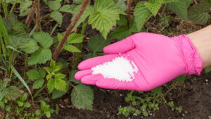 Transforme restos de alimentos em adubo para suas plantas