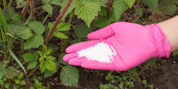 Transforme restos de alimentos em adubo para suas plantas