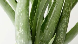 Plantar Aloe Vera em casa nunca foi tão fácil! Aprenda como fazer!
