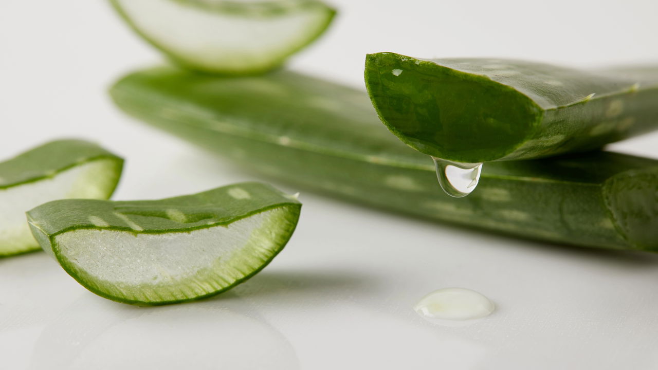 Plantar Aloe Vera em casa nunca foi tão fácil! Aprenda como fazer!