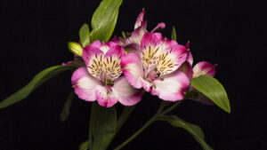 Astromélias, aprenda a multiplicar sua planta e ter flores o ano todo