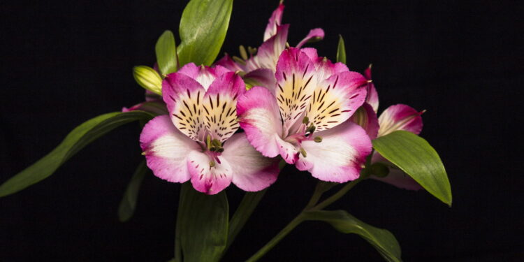 Astromélias, aprenda a multiplicar sua planta e ter flores o ano todo