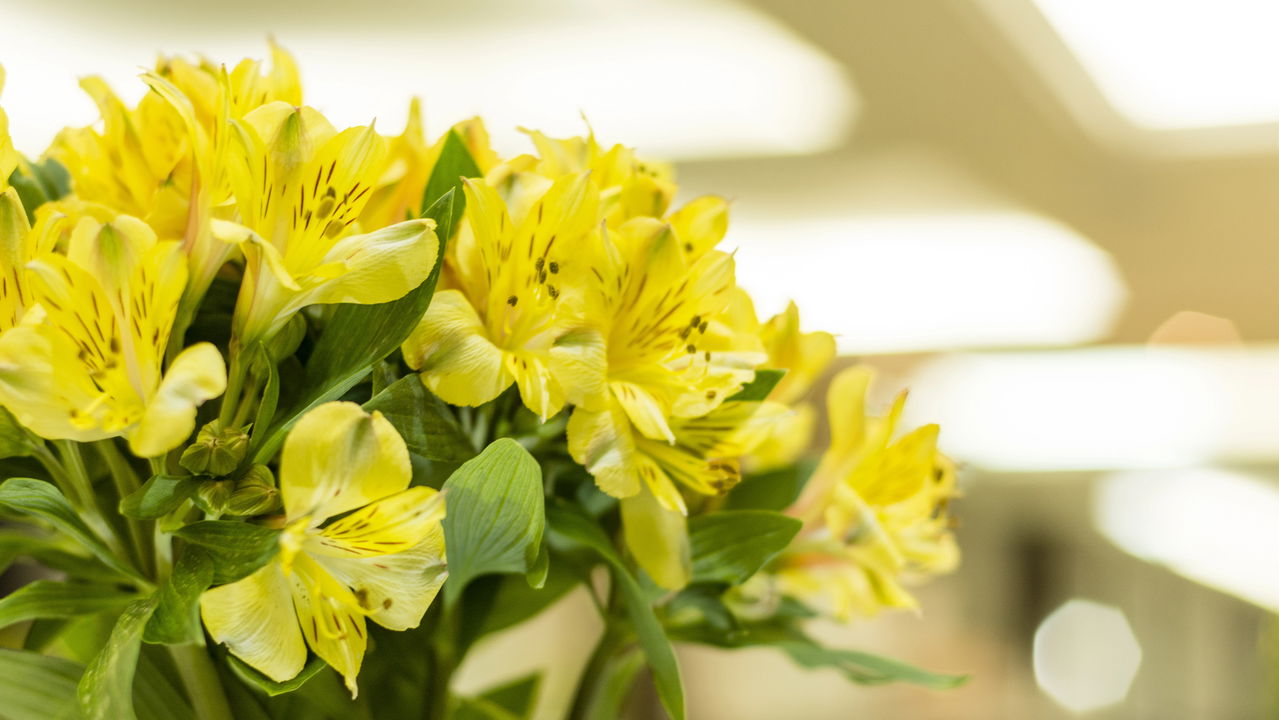 Astromélias, aprenda a multiplicar sua planta e ter flores o ano todo