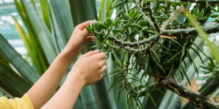 Descubra as tendências de jardinagem para 2025 e veja quais plantas estarão em alta