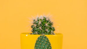 Guia completo de como plantar e cuidar de cactos em casa