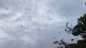 chuva de aranhas