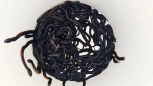 cobras venenosas