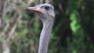 ovo de ema