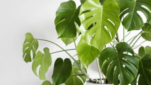 Saiba quais plantas evitar em casas com animais