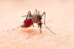 Dengue ou ressaca? Veja as diferenças entre os sintomas! Imagem: FreePik