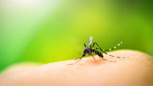 números alarmantes que reforçam a importância da prevenção. Veja como eliminar criadouros do mosquito Aedes aegypti